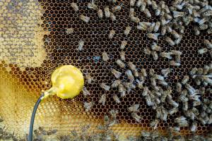 Flight of the Bumblebee II